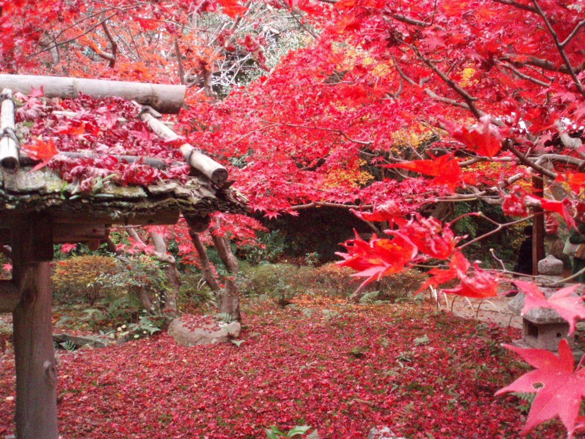 Kamuroan Kyoto Luaran gambar